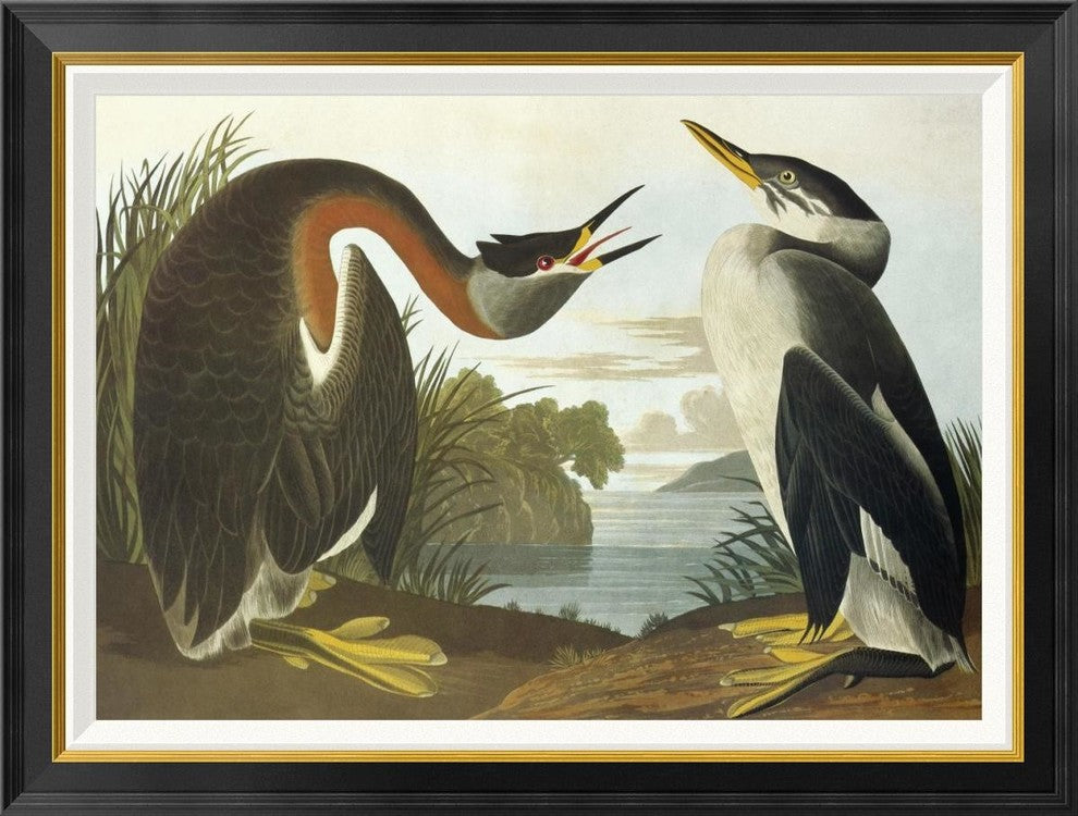 "Red-Necked Grebe" Framed Canvas Giclee by John James Audubon, 36x28"