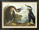 "Red-Necked Grebe" Framed Canvas Giclee by John James Audubon, 36x28"