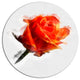 Red Rose Drawing With Watercolor, Floral Large Disc Metal Wall Art, 36"