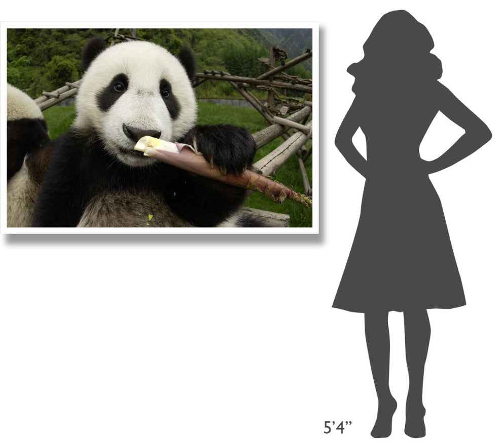 "Young Panda learning to eat bamboo, Wolong Nature Reserve" Paper Art, 50"x34"