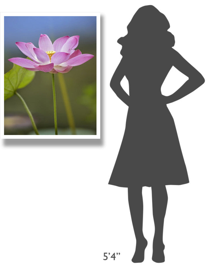 "Sacred Lotus flower, native to Asia" Paper Print by Tim Fitzharris, 26"x34"