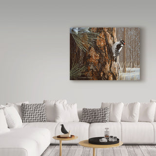 Ron Parker 'Winter Pine Downy Woodpecker' Canvas Art, 47"x35"