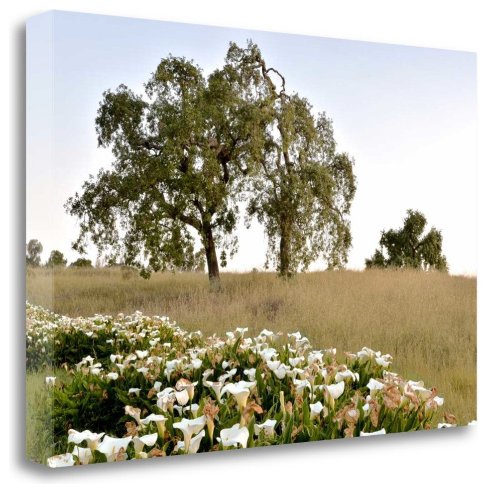 "Oak Tree - 94" By Alan Blaustein, Giclee Print on Gallery Wrap Canvas