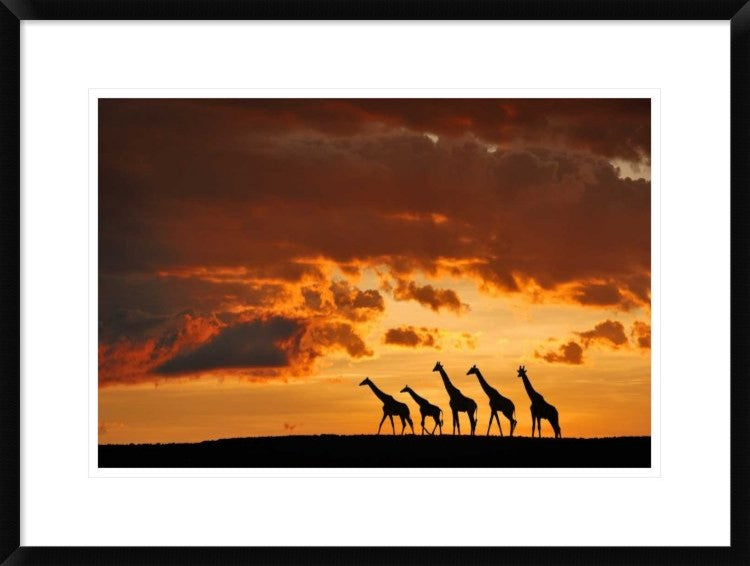 "Five Giraffes" Framed Digital Print by Muriel Vekemans, 30x22"