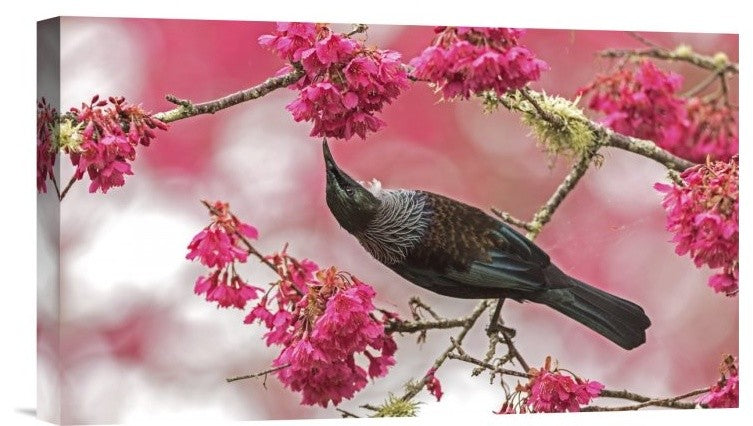 "Tui 39" Stretched Canvas Giclee by Kurien Yohannan, 16x9"