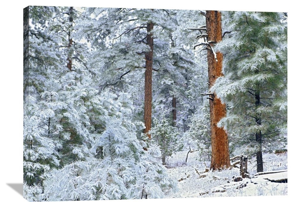 "Ponderosa Pine Forest In Snow, Grand Canyon National Park, Arizona" Artwork