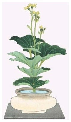 Tsuwa-Buki (Ligularia Tussilagineana) in a Wide Mouth Tsubo