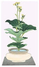 Tsuwa-Buki (Ligularia Tussilagineana) in a Wide Mouth Tsubo