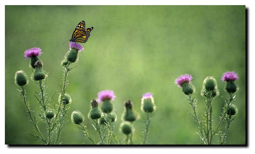 'Monarch Thistles' Canvas Art by Kurt Shaffer