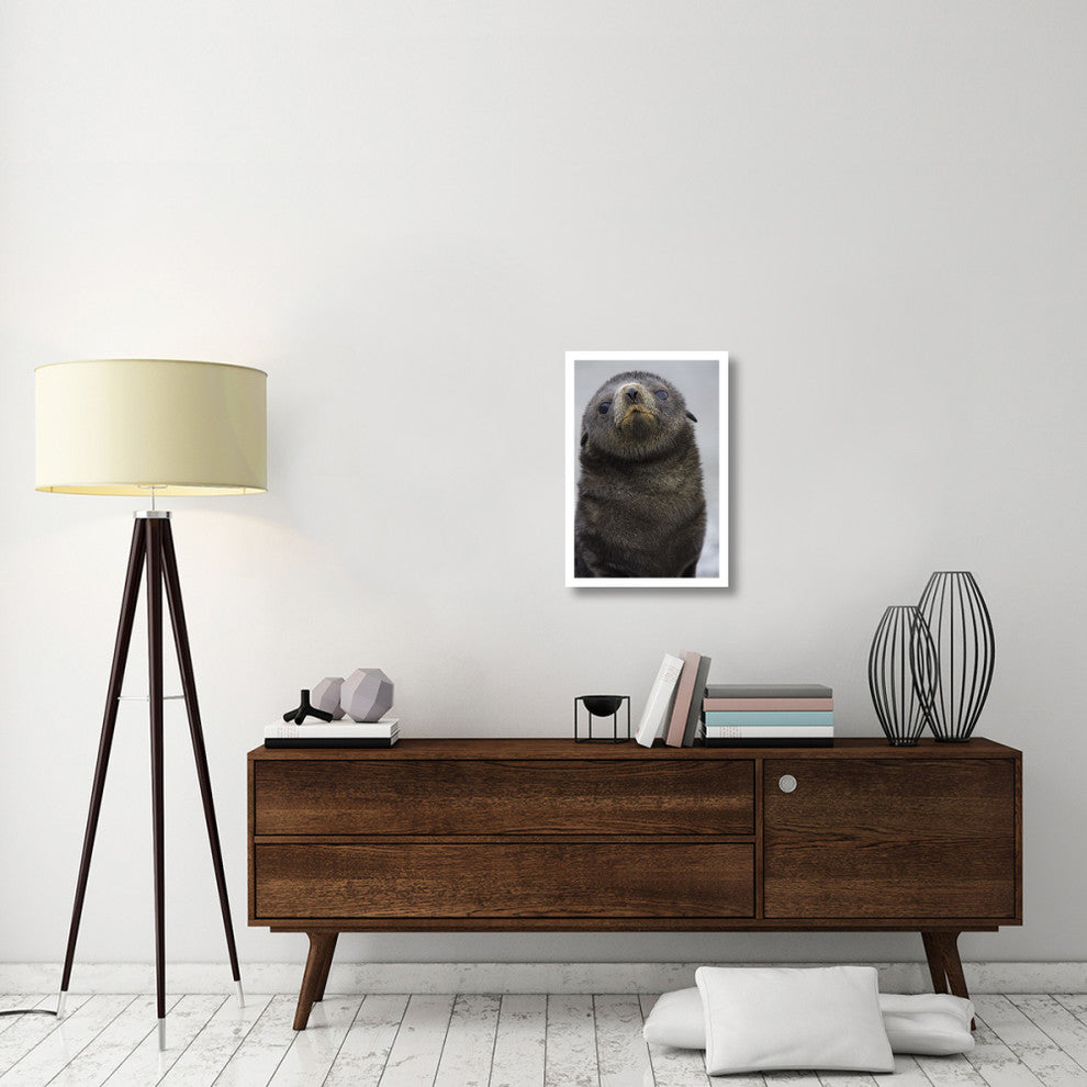 "Antarctic Fur Seal 1 to 2 week old pup, Salisbury Plain" Paper Art, 18"x26"