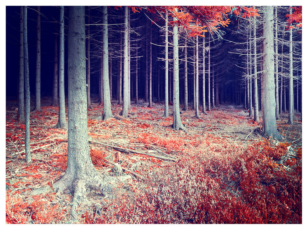 Beautiful Fall Forest Panorama, Landscape Canvas Art Print, 40"x30"
