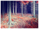 Beautiful Fall Forest Panorama, Landscape Canvas Art Print, 40"x30"