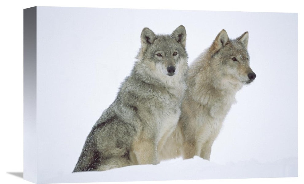 "Timber Wolf Portrait Of Pair Sitting In Snow, North America" Artwork