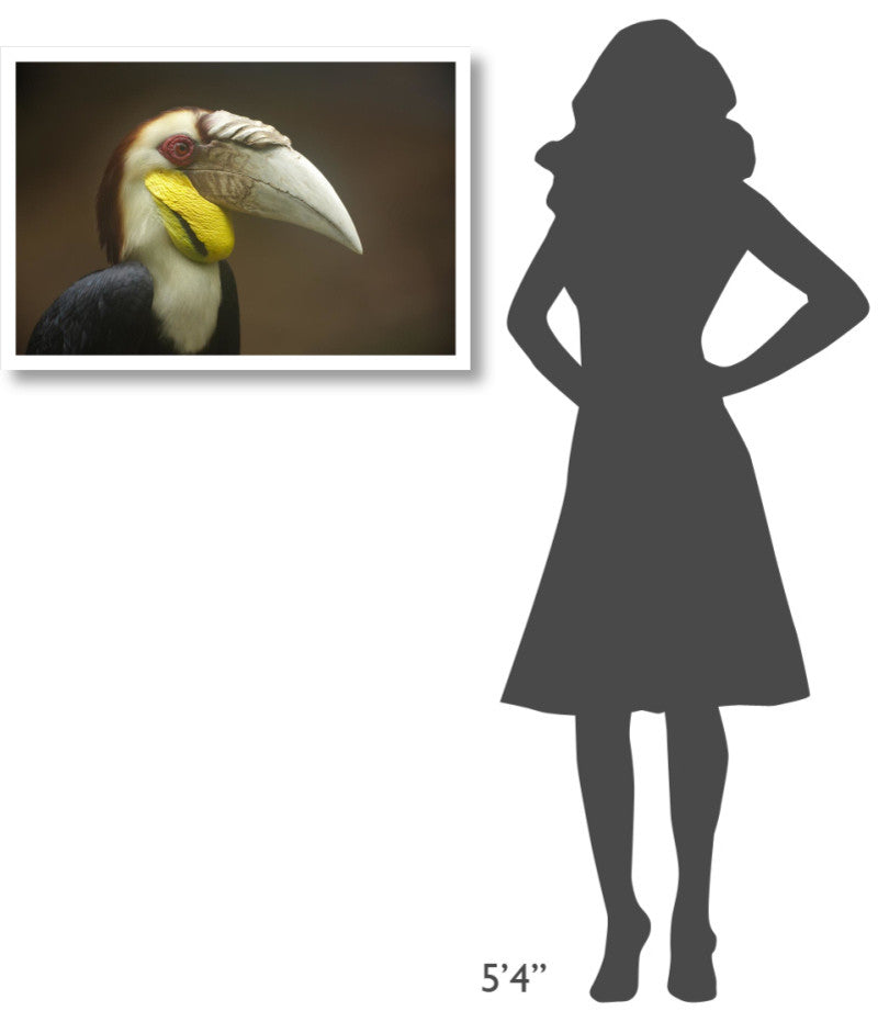 "Wreathed Hornbill male, Malaysia" Paper Print by Tim Fitzharris, 32"x22"