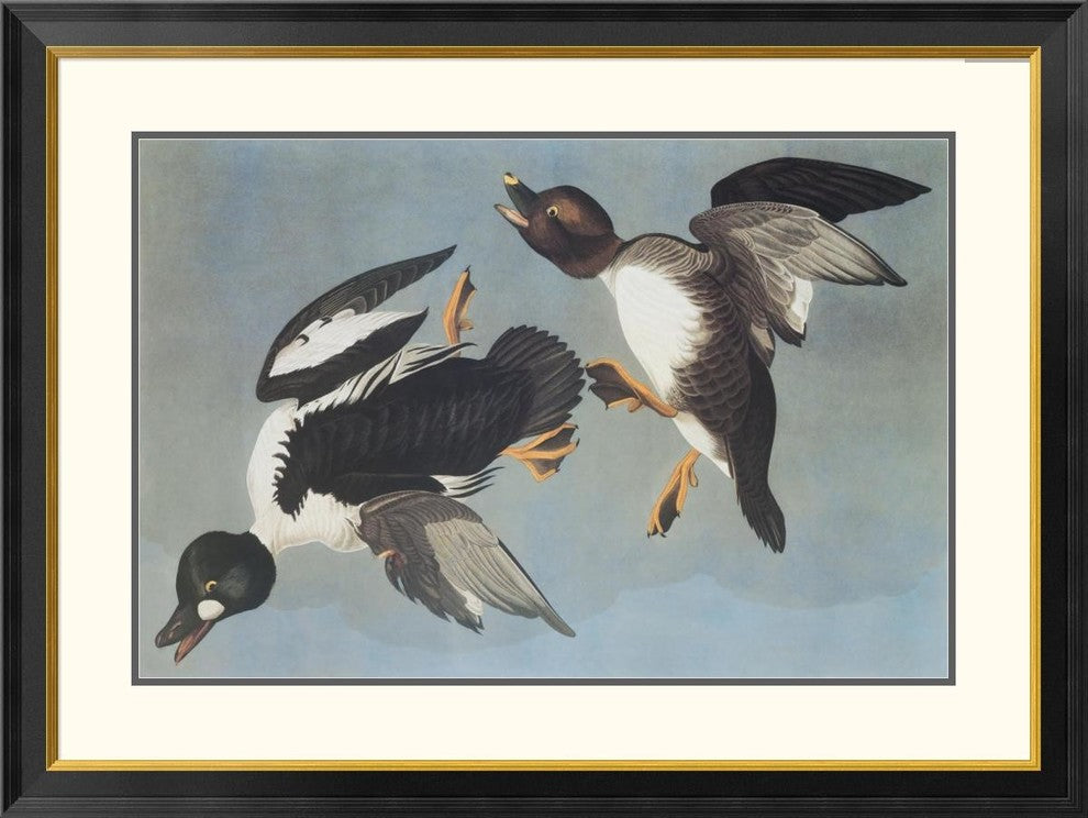 "Golden-Eye Duck" Framed Digital Print by John James Audubon, 40x30"