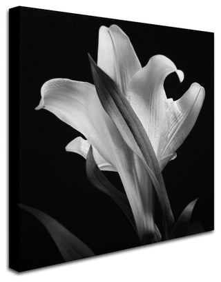 'Lily' Canvas Art by Michael Harrison