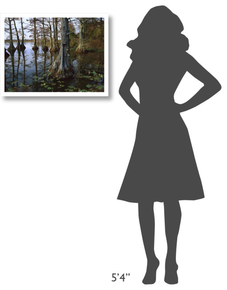 "Bald Cypress, upper Blue Basin, Reelfoot Wildlife Refuge" Paper Art, 26"x20"