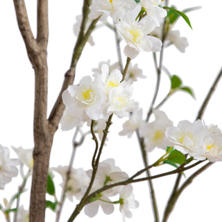 Close-up of white blossoms on a white background; cropped product, no background context.