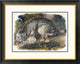 "Canada Lynx" Framed Digital Print by John James Audubon, 32x26"
