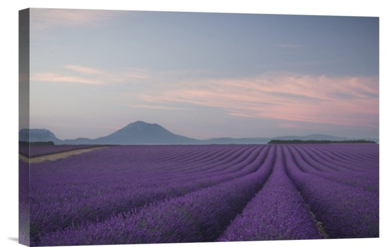 "Lavender Field" Stretched Canvas Giclee by Rostovskiy Anton, 18x12"