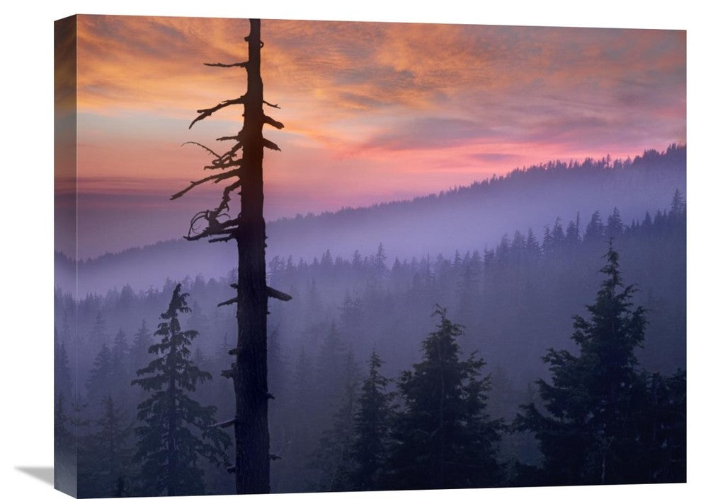 "Sunset Over Forest, Crater Lake National Park, Oregon" Artwork, 24" x 18"