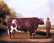 William Davis A Dark Roan Bull, 20"x25" Gallery Wrapped Canvas Print