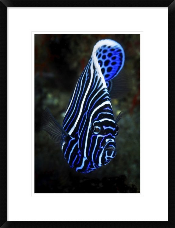 "Emperor Angelfish" Framed Digital Print by Barathieu Gabriel, 20"x26"