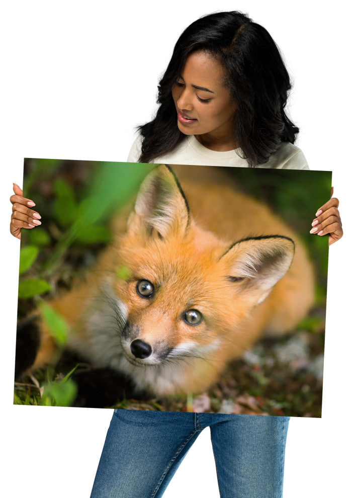 Young Red Fox Face Animal Wildlife Nature Photograph Loose Wall Art Print, 16" X 20"
