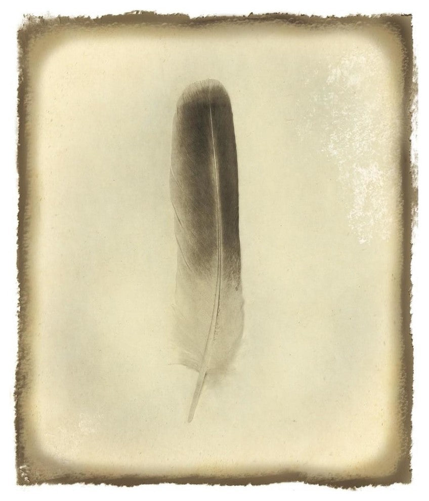 "Feather II Vintage" Digital Paper Print by Debra Van Swearingen, 28"x32"