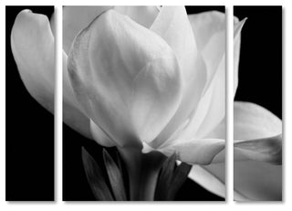 Michael Harrison 'Gardenia' Multi Panel Art Set, 41"x30"