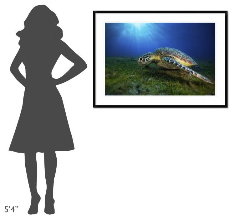 "Green Turtle" Framed Digital Print by Barathieu Gabriel, 44x32"