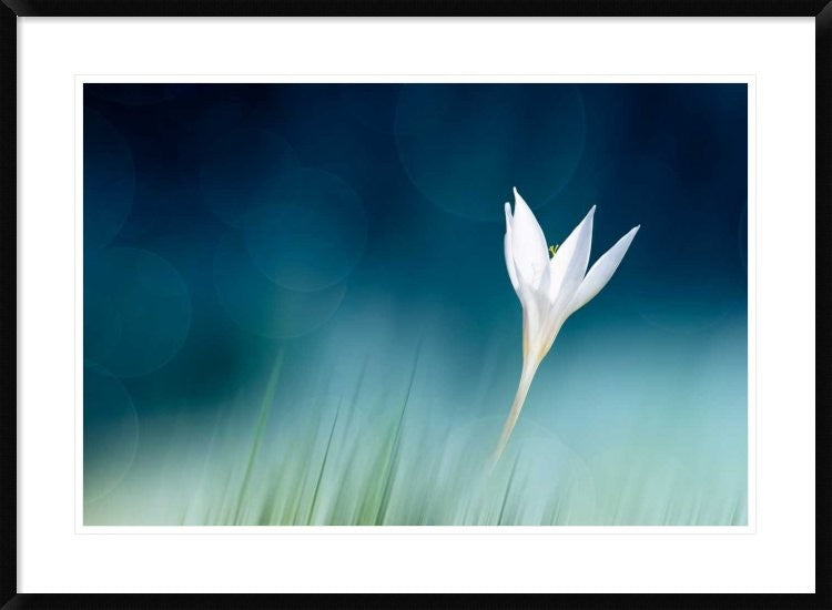 "Lonely" Framed Digital Print by Doris Reindl, 38"x28"