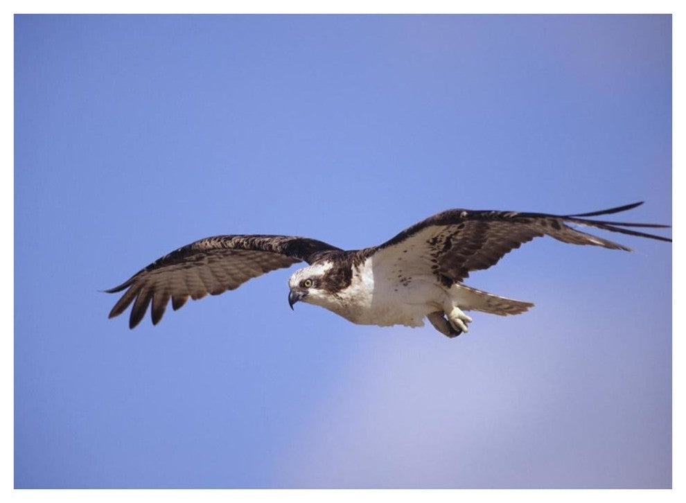 "Osprey flying, North America" Digital Paper Print by Tim Fitzharris, 42"x32"
