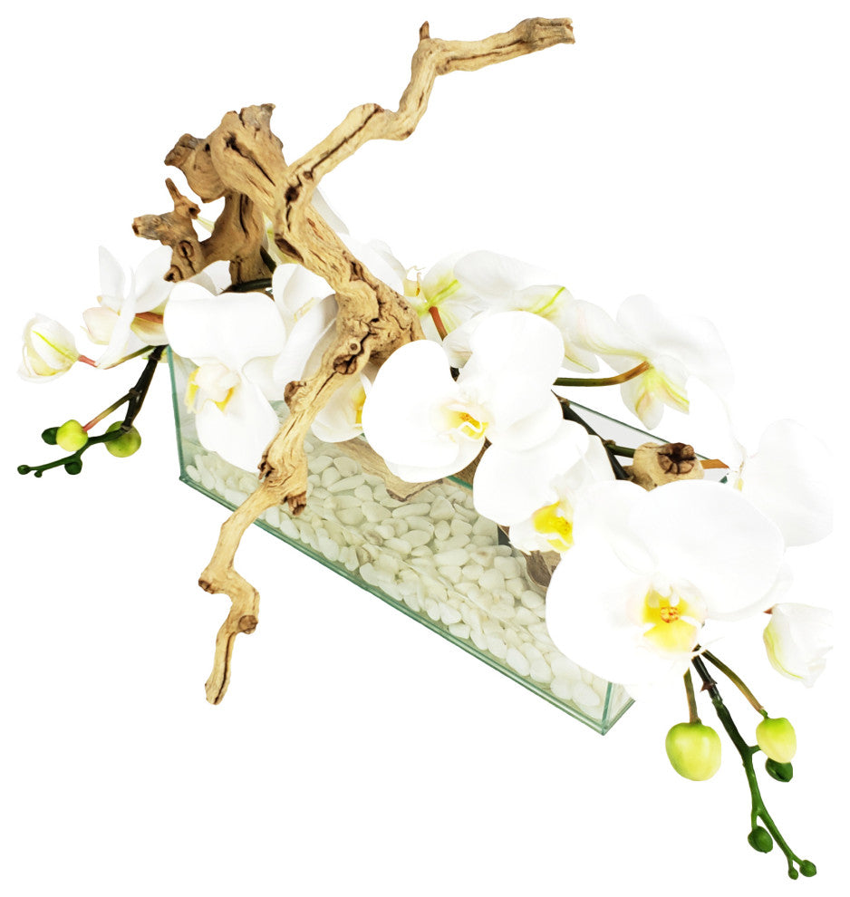 Phalaenopsis Orchid With Natural Wood in 12" Aquarium Vase, White
