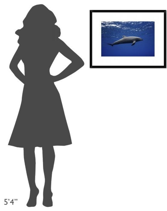 "Dolphin" Framed Digital Print by Barathieu Gabriel, 26"x20"