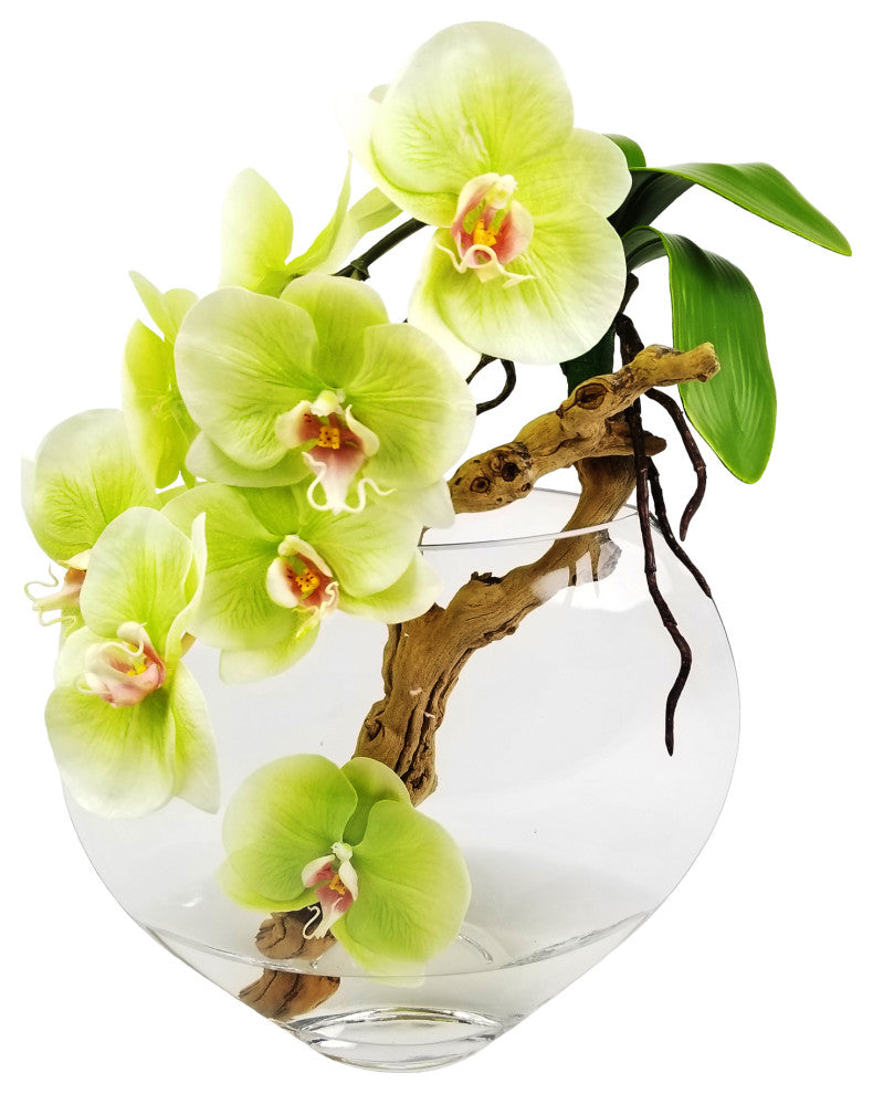 Phalaenopsis orchid with grape wood in 10" moon vase, Green