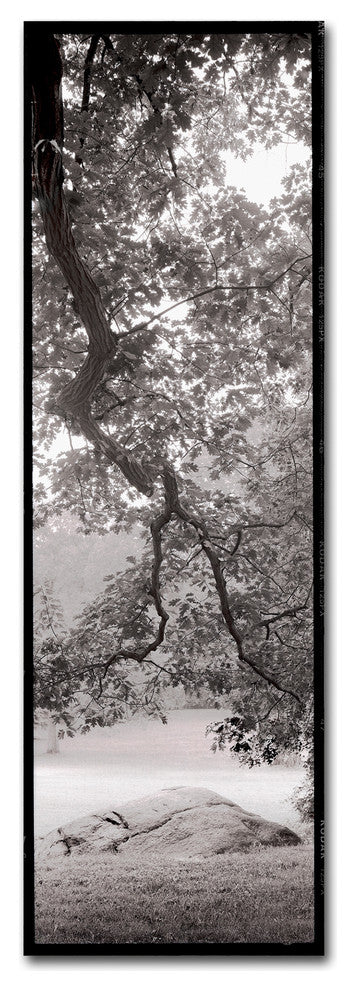 Alan Blaustein ''Hampton Field Tree I'' Canvas Art, 8x24