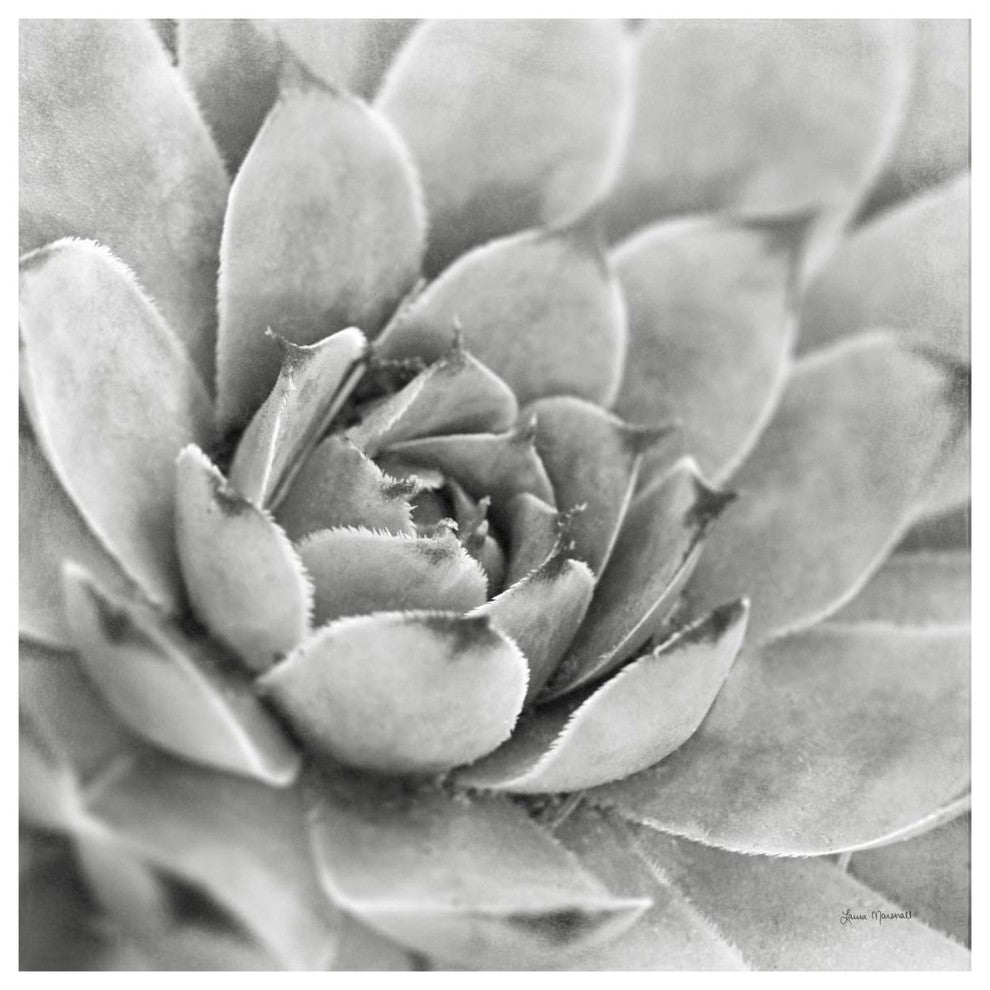 "Garden Succulent IV" Digital Paper Print by Laura Marshall, 38"x38"