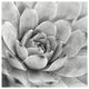 "Garden Succulent IV" Digital Paper Print by Laura Marshall, 38"x38"