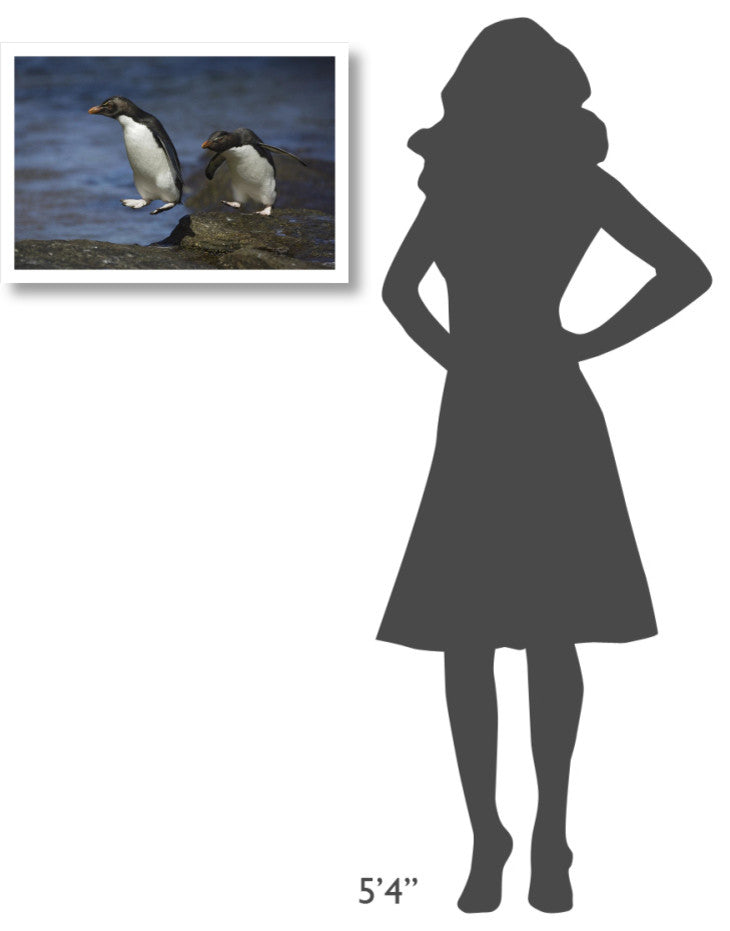 "Rockhopper Penguin hopping, New Island, Falkland Islands" Paper Art, 26"x18"