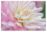 Cora Niele 'White and Pink Dahlia' Canvas Art