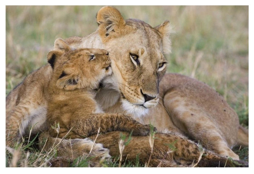 "Lion mother and young cubs, Masai Mara National Reserve" Paper Art, 38"x26"