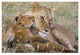 "Lion mother and young cubs, Masai Mara National Reserve" Paper Art, 38"x26"