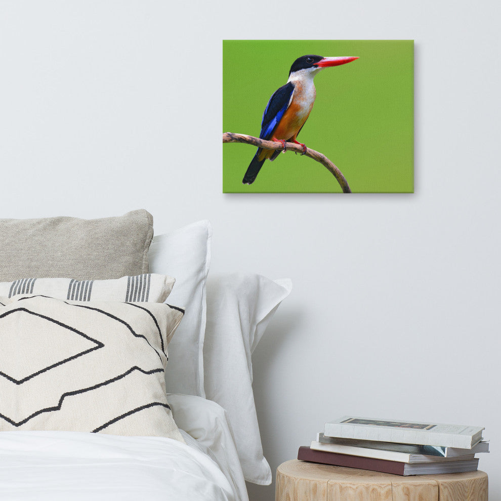 Black Capped Kingfisher Bird on Perch Wildlife Photograph Canvas Wall Art Print, 16" X 20"