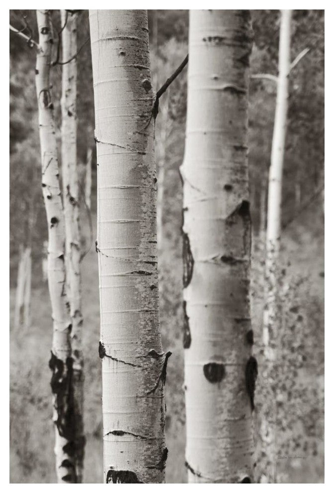 "Aspens II" Digital Paper Print by Debra Van Swearingen, 34"x50"