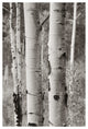 "Aspens II" Digital Paper Print by Debra Van Swearingen, 34"x50"