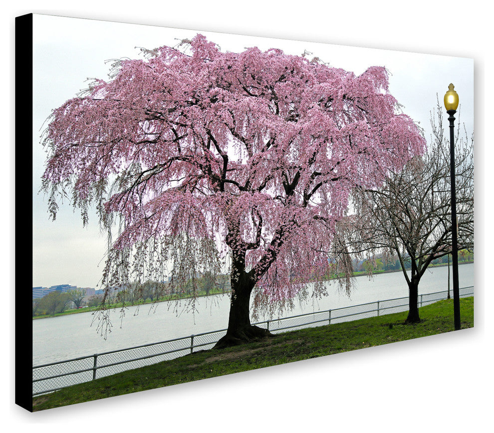 CATeyes 'Cherry Tree' Canvas Art, 22x32