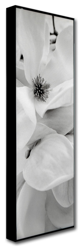 Alan Blaustein 'Magnolia I' Canvas Art, 6x19