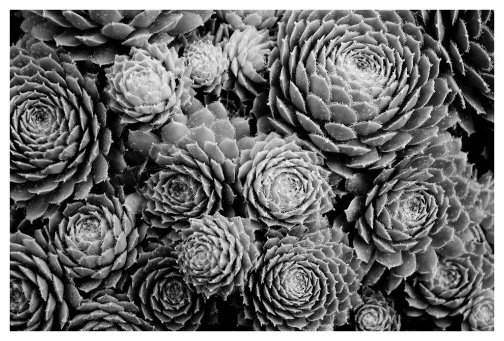 LENNOX SUCCULENTS, 30x45
