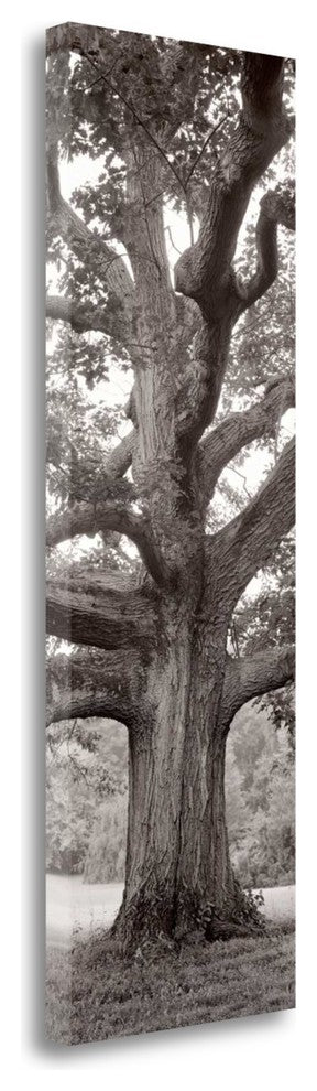 "Hampton Field Tree - 2" By Alan Blaustein, Giclee Print on Gallery Wrap Canvas
